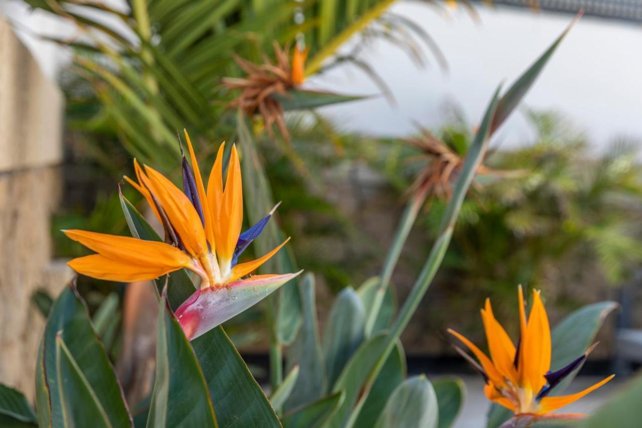 Medano4You The Strelitzia Holiday Home El Médano Zewnętrze zdjęcie